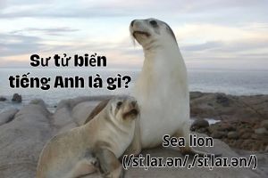 Sư tử biển tiếng Anh là gì? Cách phát âm sea lion và mẫu câu liên quan