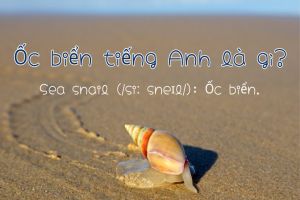 Ốc biển tiếng Anh là gì? Phát âm, định nghĩa, ví dụ và từ vựng liên quan