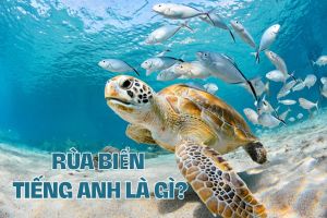 Rùa biển tiếng Anh là gì? Phát âm sea turtle, phân biệt turtle và tortoise
