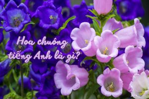Hoa chuông tiếng Anh là gì? Tên gọi chính xác và cách phát âm