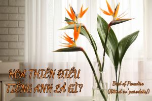 Hoa thiên điểu tiếng Anh là gì? Học cách đọc đúng từ Bird of Paradise