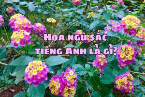 Hoa ngũ sắc tiếng Anh là gì? Phân biệt lantana flower và goat weed