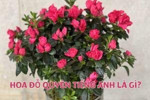 Hoa đỗ quyên tiếng Anh là gì? Học phát âm từ azalea theo giọng bản xứ
