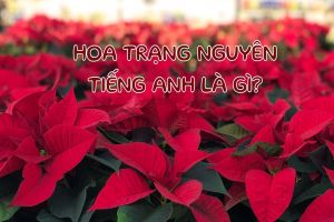 Hoa trạng nguyên tiếng Anh là gì? Phát âm và mẫu câu Anh Việt liên quan