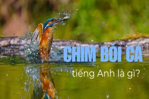 Chim bói cá tiếng Anh là gì? Cách đọc từ kingfisher theo phiên âm IPA