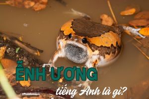 Ễnh ương tiếng Anh là gì? Cách phát âm từ bullfrog và cụm từ đi kèm