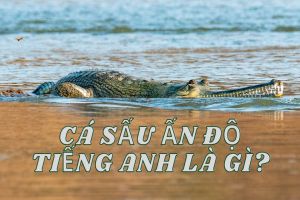 Cá sấu Ấn Độ tiếng Anh là gì? Bản dịch hàng đầu và cách dùng từ chuẩn