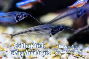 Cá thuỷ tinh tiếng Anh là gì? Thông tin và cách phát âm glass catfish