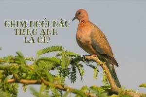 Chim ngói nâu tiếng Anh là gì? Cách phát âm và sử dụng từ laughing dove