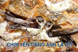 Chim yến tiếng Anh là gì? Cách phát âm và dùng từ salangane trong câu