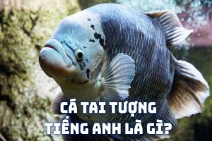 Cá tai tượng tiếng Anh là gì? Cách dùng từ giant gourami (cá tai tượng)