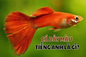 Cá bảy màu tiếng Anh là gì? Cách dùng và từ vựng các loài cá bảy màu