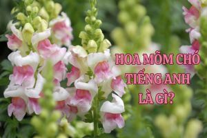 Hoa mõm chó tiếng Anh là gì? Cách phát âm từ snapdragon flower chuẩn IPA