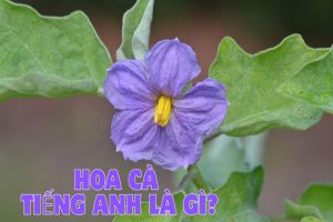 Hoa cà tiếng Anh là gì? Cách phát âm và định nghĩa eggplant flower