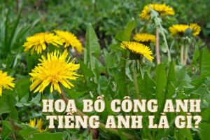 Cách viết và cách phát âm từ hoa bồ công anh tiếng Anh là gì?