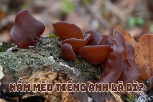 Nấm mèo tiếng Anh là gì? Cách viết, phát âm và dùng từ wood ear mushroom