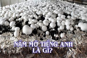 Nấm mỡ tiếng Anh là gì? Cách phát âm, bản dịch tương tự button mushroom