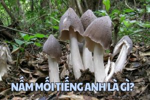 Nấm mối tiếng Anh là gì? Cách phát âm termite mushroom chuẩn IPA