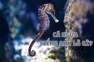 Cá ngựa tiếng Anh là gì? Cách phát âm từ seahorse và thành ngữ liên quan