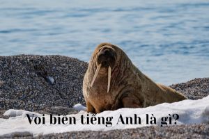 Voi biển tiếng Anh là gì? Cách phát âm walrus và sử dụng từ trong câu