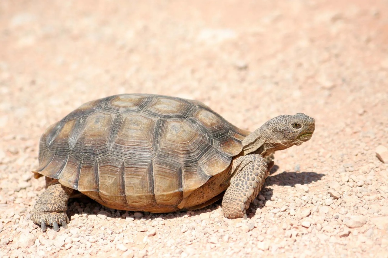 Tortoise | Reptile, Habitat, Diet, & Lifespan | Britannica