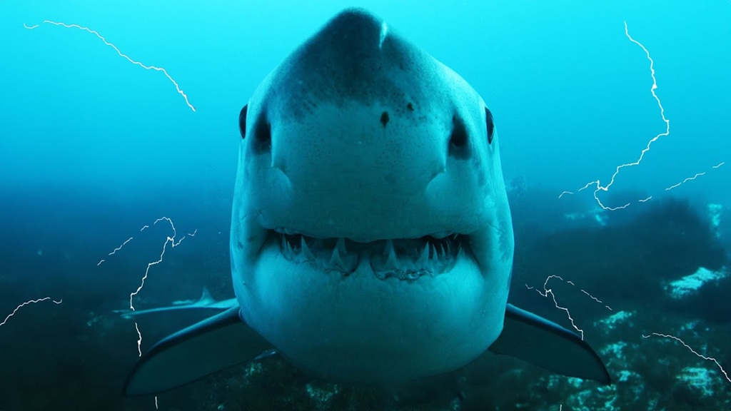 Are Sharks' Deadly Electroreception Powers the Key to Their Status as the  Ultimate Predators?